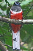 Malabar Trogon