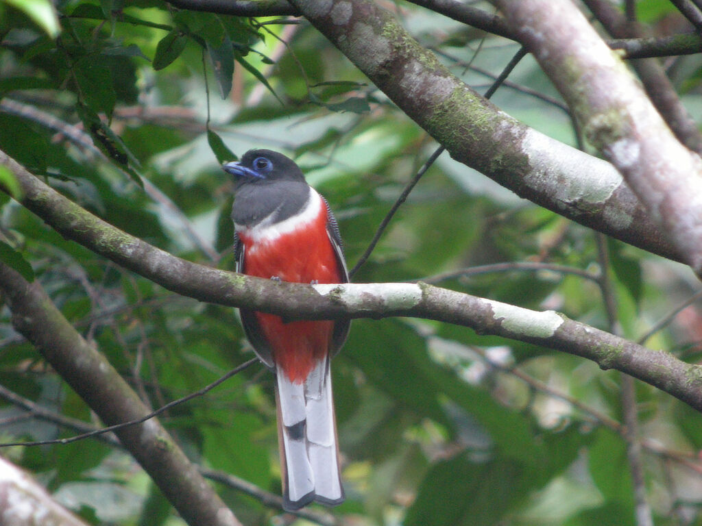 Trogon de Malabar