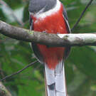 Trogon de Malabar