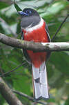 Trogon de Malabar