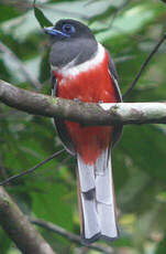 Trogon de Malabar