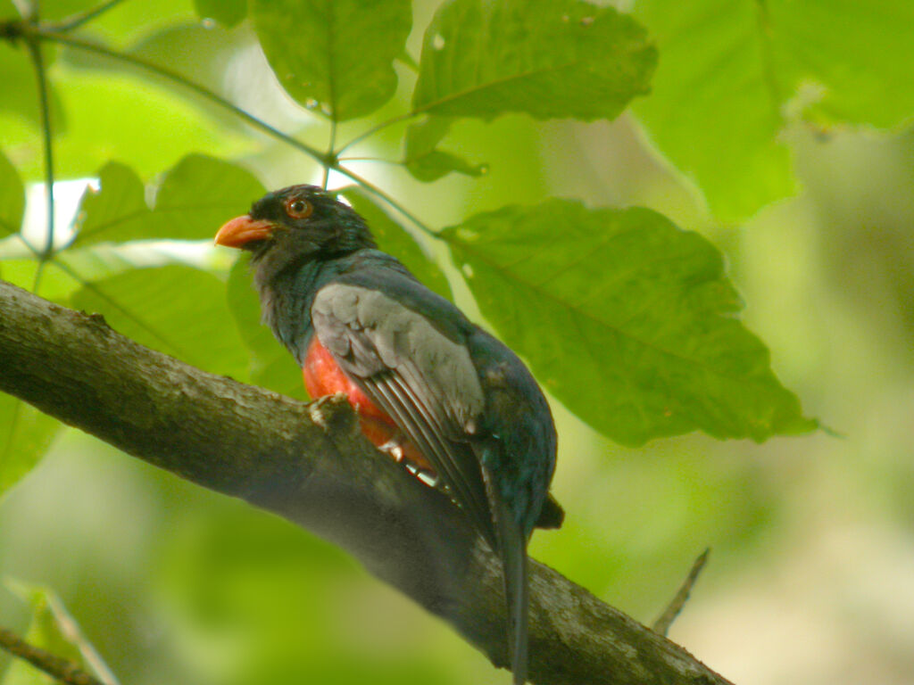 Slaty-tailed Trogon