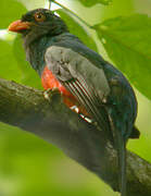 Slaty-tailed Trogon