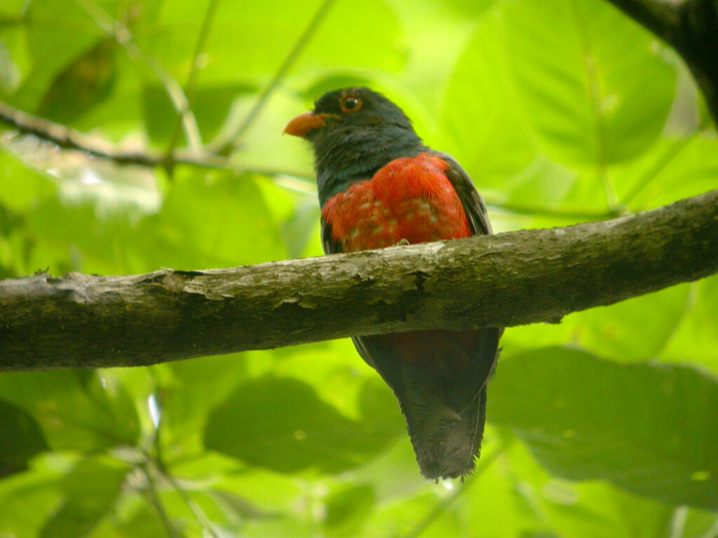 Slaty-tailed Trogon