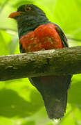 Slaty-tailed Trogon