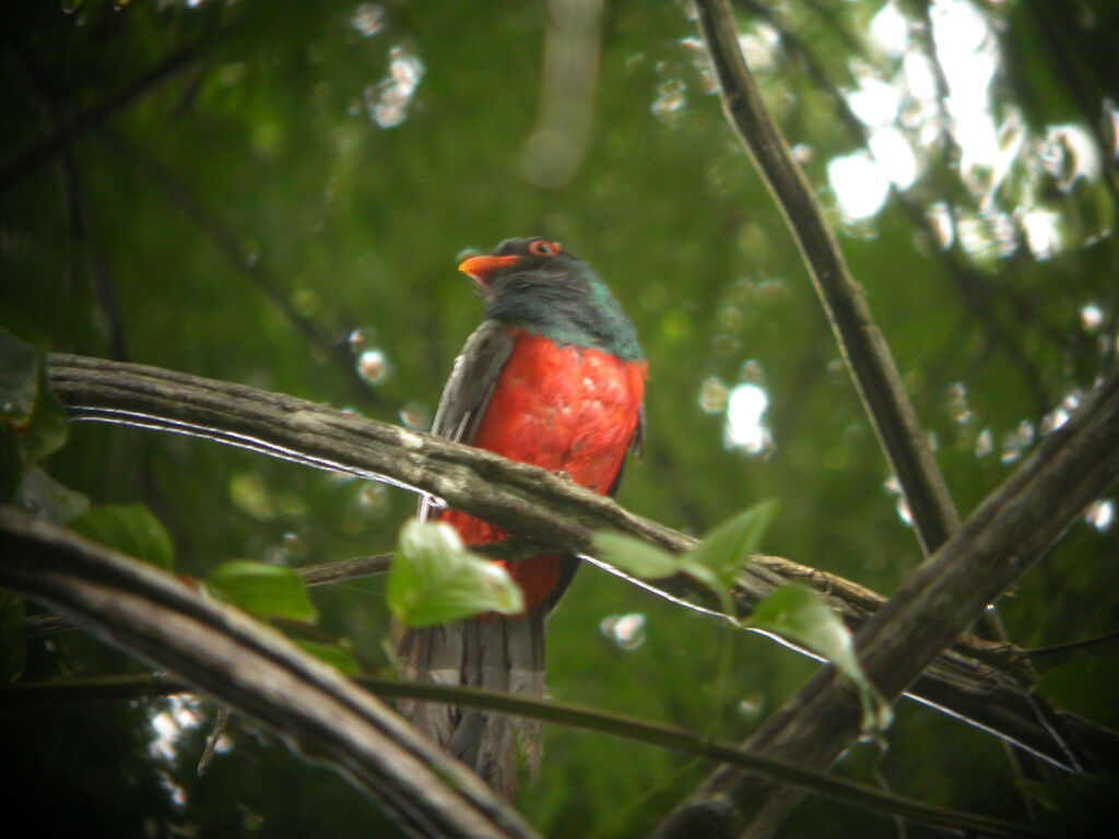 Slaty-tailed Trogon