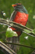 Slaty-tailed Trogon