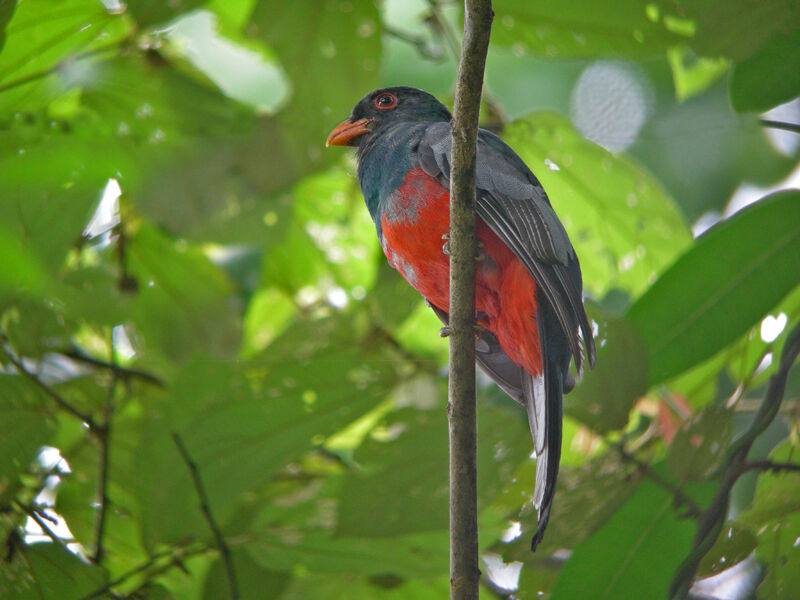 Trogon de Masséna