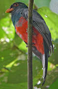 Slaty-tailed Trogon