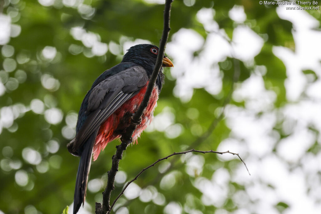 Trogon équatorien