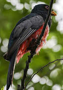 Ecuadorian Trogon