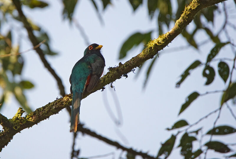 Trogon masqué mâle