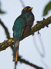 Trogon masqué