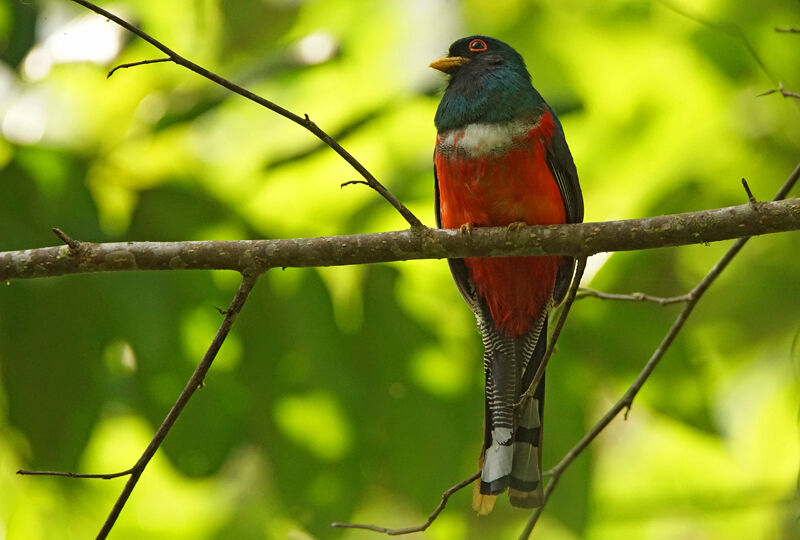 Trogon masqué mâle