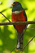 Trogon masqué