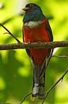 Trogon masqué