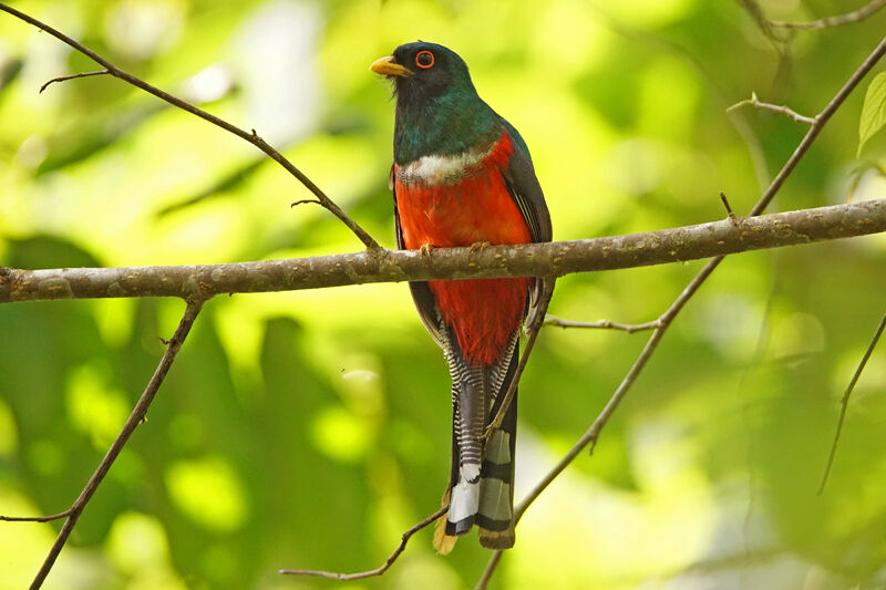 Trogon masqué mâle