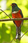 Trogon masqué