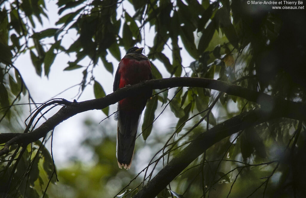 Trogon narina femelle