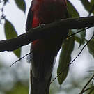 Trogon narina