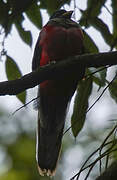 Narina Trogon