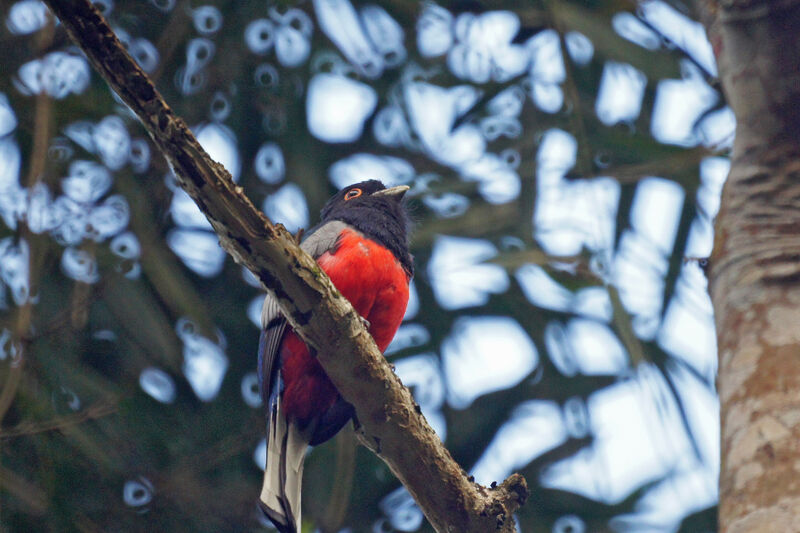 Trogon surucua