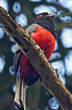 Trogon surucua