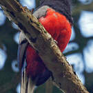 Trogon surucua