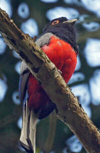 Trogon surucua