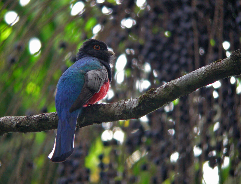 Trogon surucua