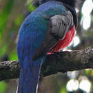 Trogon surucua