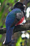 Trogon surucua