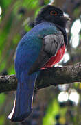 Trogon surucua