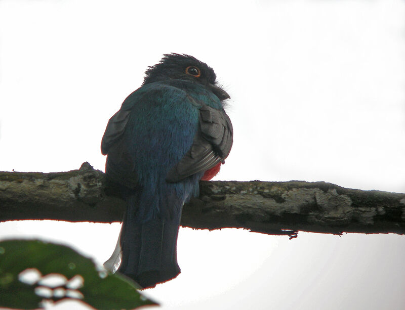 Surucua Trogon