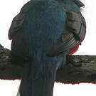 Trogon surucua