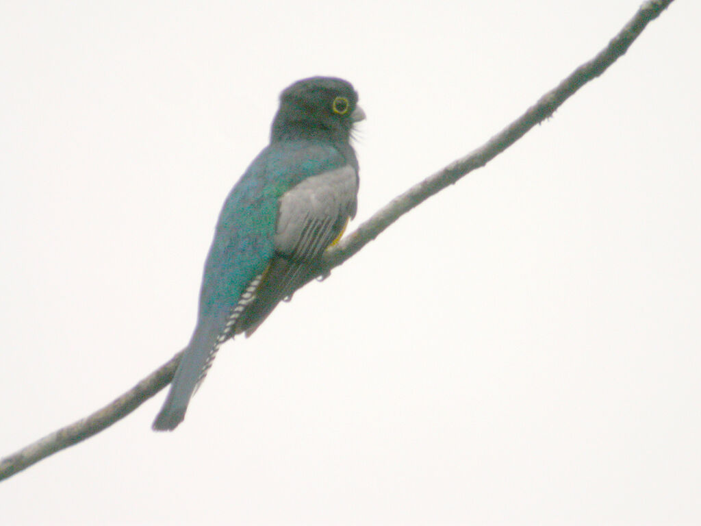 Trogon violacé