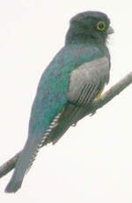 Trogon violacé