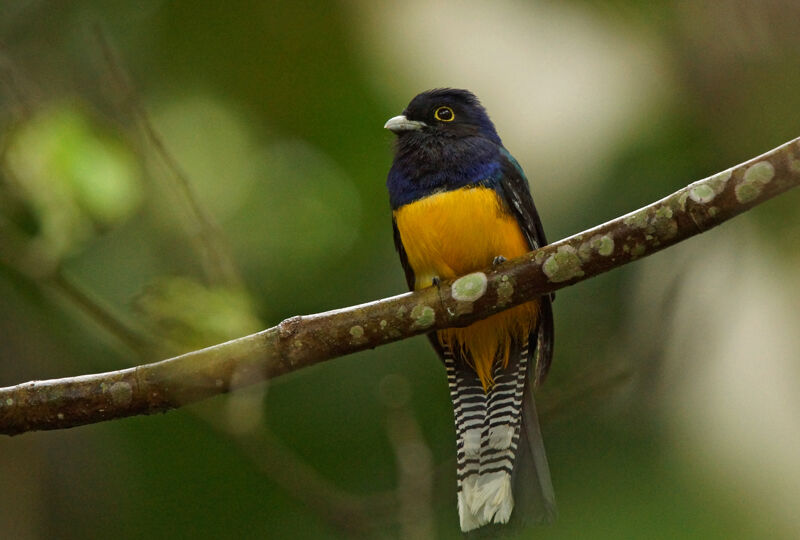 Trogon violacé