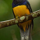 Trogon violacé
