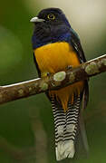 Trogon violacé