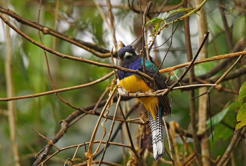 Trogon violacé