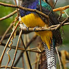 Trogon violacé