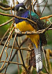 Trogon violacé