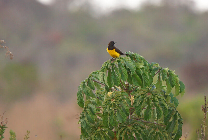 Yellow-rumped Marshbird