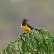 Yellow-rumped Marshbird