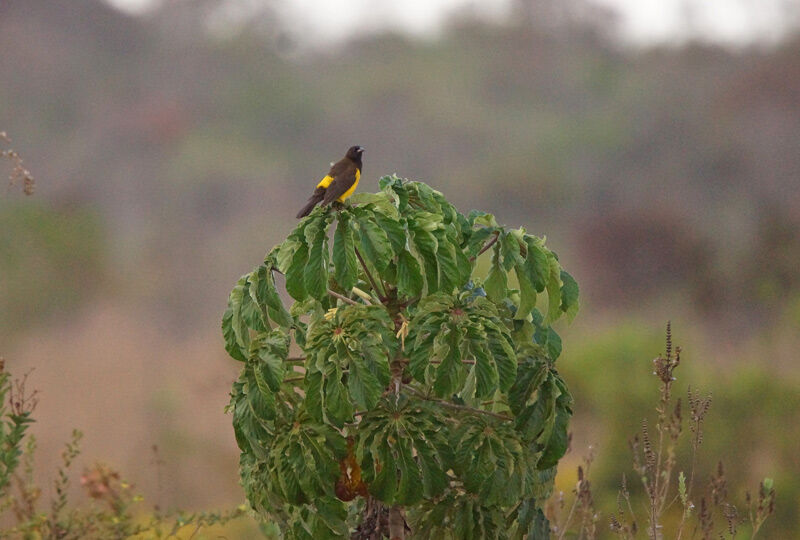 Yellow-rumped Marshbird