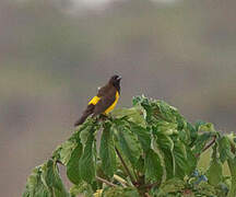 Yellow-rumped Marshbird