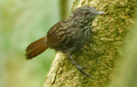 Annam Limestone Babbler