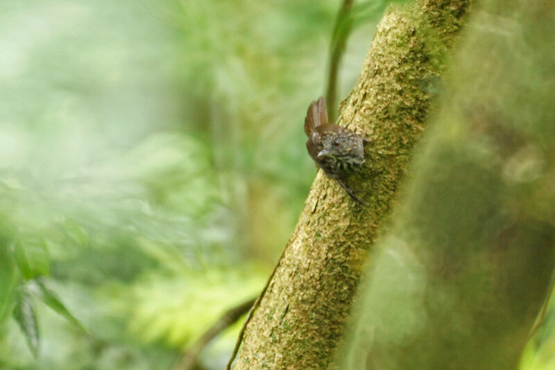 Annam Limestone Babbler