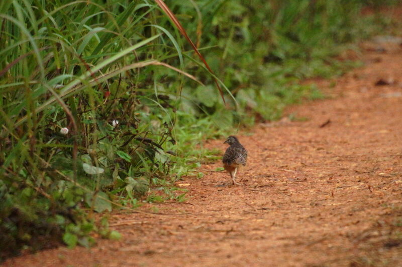 Barred Buttonquail